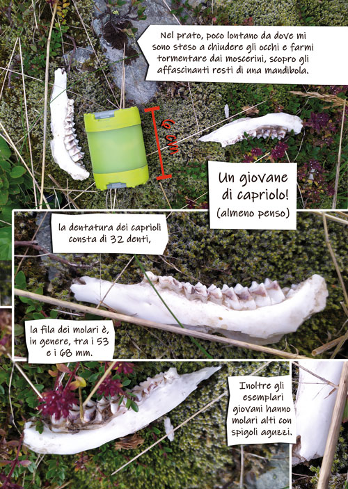 pagina interna 2